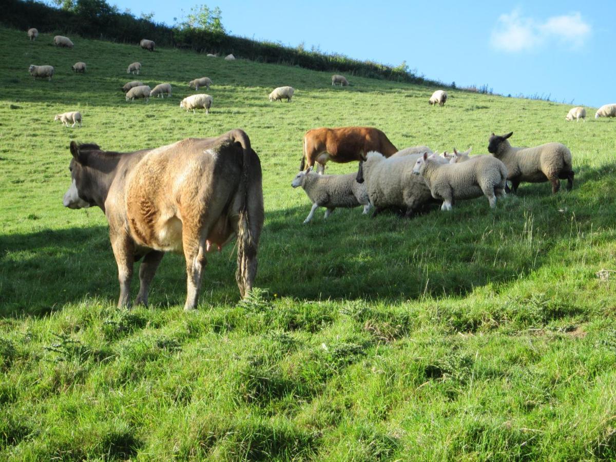 Higher Coombe Bovey Tracey Luaran gambar